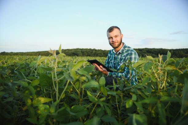istock Young agronomist holds tablet touch pad computer in the soy field and examining crops before harvesting. Agribusiness concept. agricultural engineer standing in a soy field with a tablet in summer. 1452344224