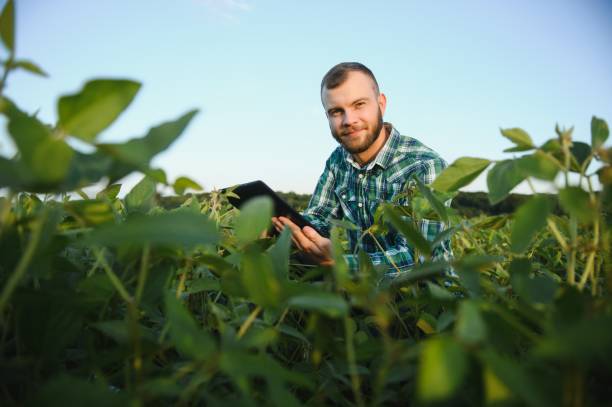 istock Young agronomist holds tablet touch pad computer in the soy field and examining crops before harvesting. Agribusiness concept. agricultural engineer standing in a soy field with a tablet in summer. 1452344227