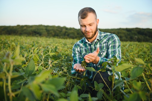 A farmer agronomist inspects green soybeans growing in a field. Agriculture.