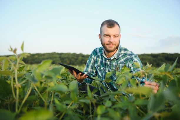 istock Farm worker controls development of soybean plants. Agronomist checking soya bean crops growing in the field 1452344235