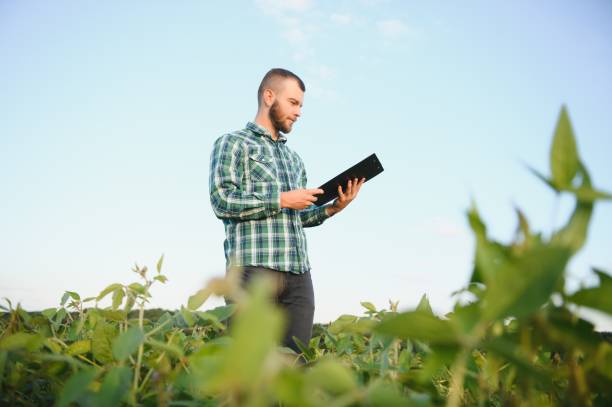 istock Agronomist inspecting soya bean crops growing in the field 1452344307
