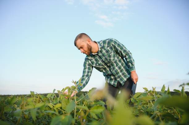 istock Agronomist inspecting soya bean crops growing in the field 1452344322