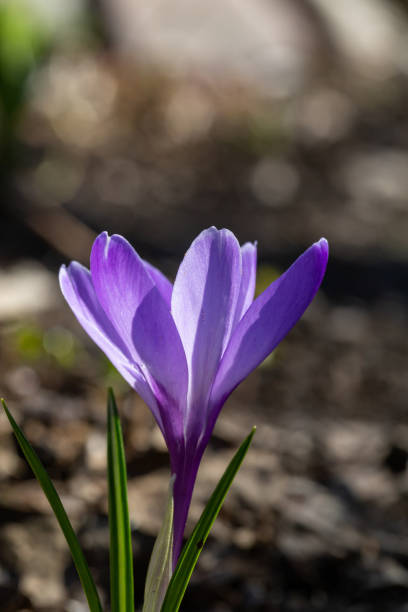 istock Blooming purple crocus flower in early spring macro photography. 1452344861