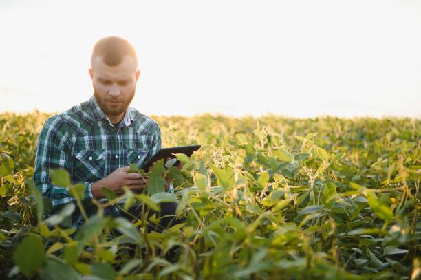 istock Young agronomist holds tablet touch pad computer in the soy field and examining crops before harvesting. Agribusiness concept. agricultural engineer standing in a soy field with a tablet in summer. 1452344876