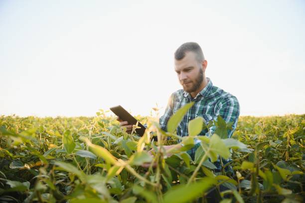 istock Young agronomist holds tablet touch pad computer in the soy field and examining crops before harvesting. Agribusiness concept. agricultural engineer standing in a soy field with a tablet in summer. 1452344877