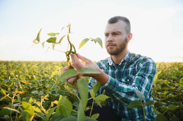 istock Farm worker controls development of soybean plants. Agronomist checking soya bean crops growing in the field 1452344902