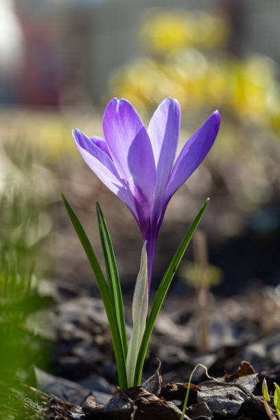 istock Blooming purple crocus flower in early spring macro photography. 1452344925