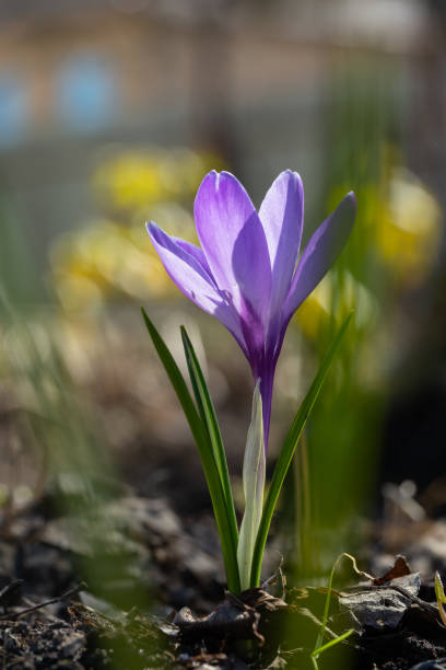 istock Blooming purple crocus flower in early spring macro photography. 1452344972