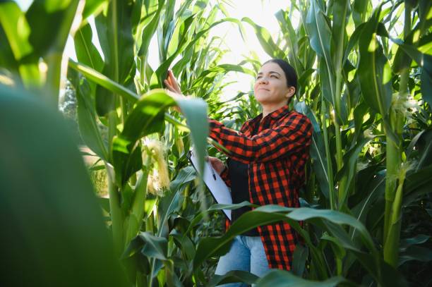 istock Agronomist farmer woman in corn field. female farm worker analyzing crop development. 1452345185