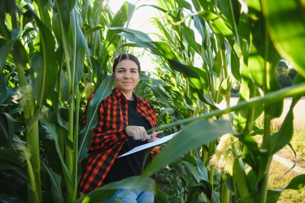 istock woman farmer in a field of corn cobs 1452345188