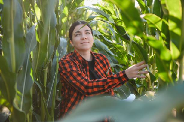 istock woman farmer in a field of corn cobs 1452345193