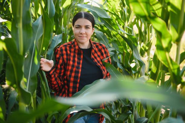 istock woman farmer in a field of corn cobs 1452345202