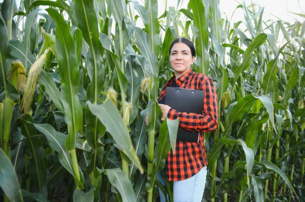 istock woman farmer in a field of corn cobs 1452345225