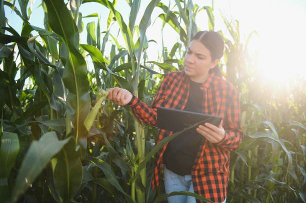 istock Smart woman farmer agronomist using digital tablet for examining and inspecting quality control of produce corn crop. Modern technologies in agriculture management and agribusiness. 1452345421