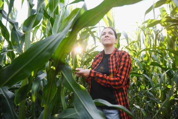 istock Agronomist farmer woman in corn field. female farm worker analyzing crop development. 1452345435