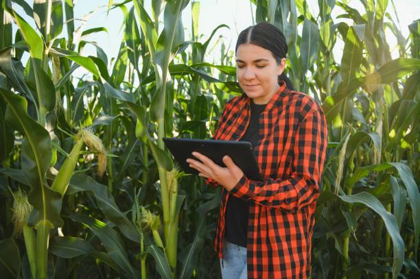 istock Smart woman farmer agronomist using digital tablet for examining and inspecting quality control of produce corn crop. Modern technologies in agriculture management and agribusiness. 1452345453