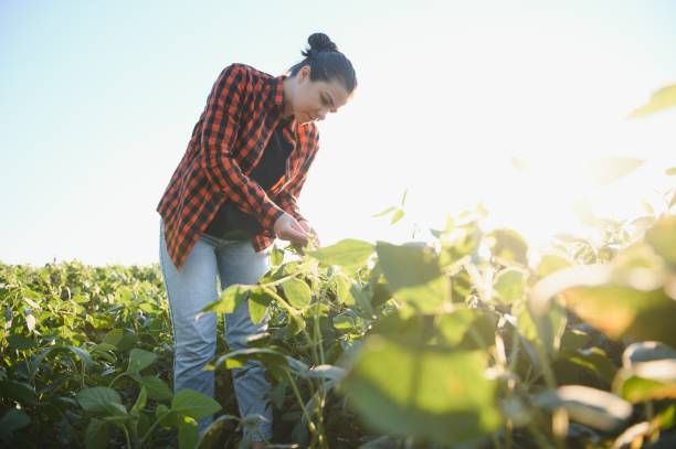 istock Pretty young woman in soybean field. 1452346038