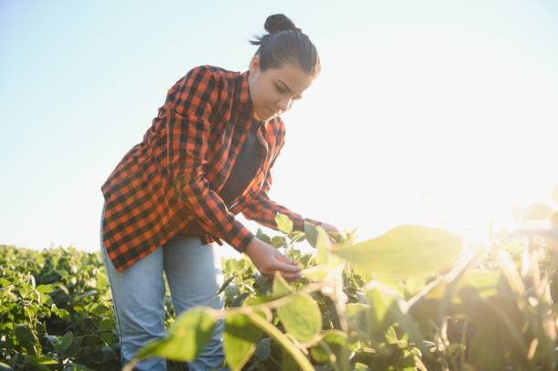istock A female farmer in soybean field 1452346040