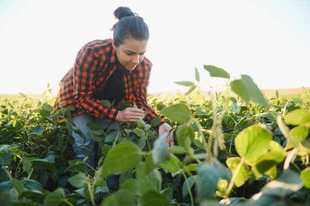 istock Pretty young woman in soybean field. 1452346042