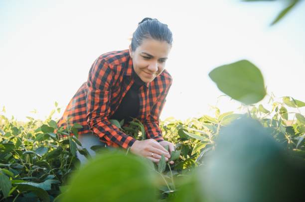 istock A female farmer in soybean field 1452346043