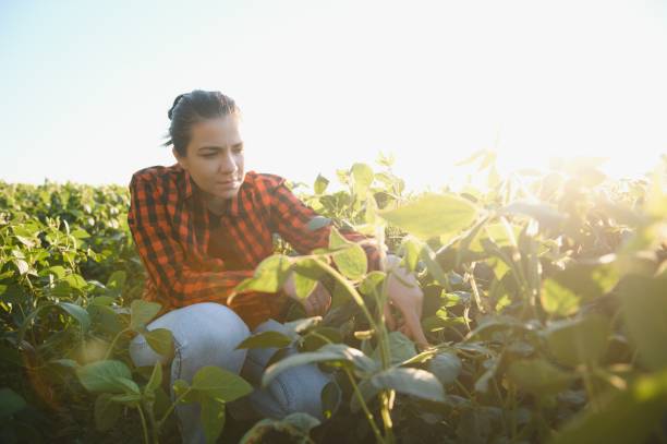 istock Pretty young woman in soybean field. 1452346046