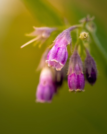 A macro selective focus of the delicate purple flowers of Symphytum officinale, Common comfrey