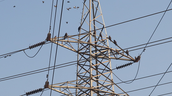 A group of brown eagles preached on the electric pole.