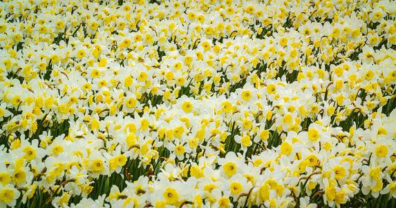 Field of beautiful white daffodils. Blooming narcissus in spring.