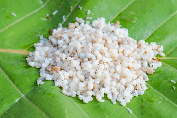 Group of white ant eggs on green leaf