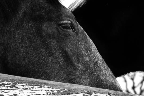 istock Horse head artistic abstract 1452350412