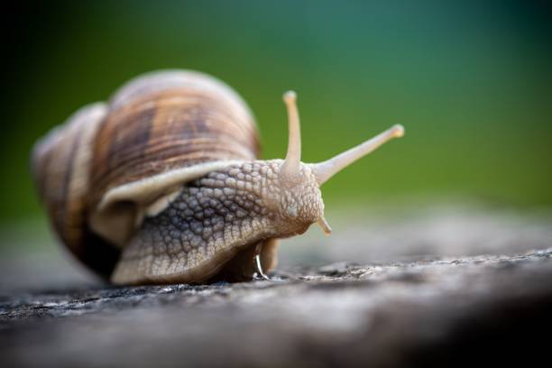 istock Macro, selective focus of snail, slug captured against a blurred background 1452350575