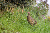 fasanenhuhn.jpg?b=1&s=170x170&k=20&c=W0s
