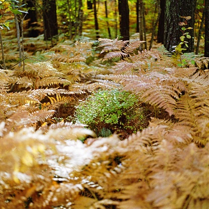 A closeup shot of a fern growing in the forest