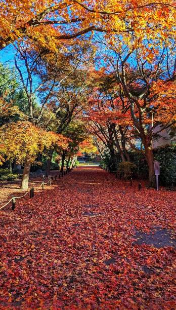 istock Autumn Season in Japan 1452351429