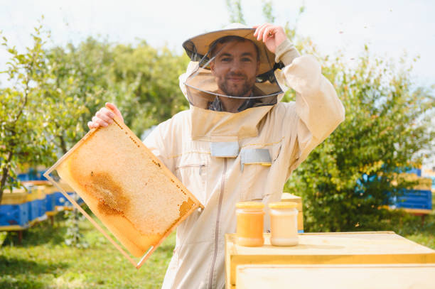 istock Beekeeper working collect honey. Beekeeping concept. 1452351504