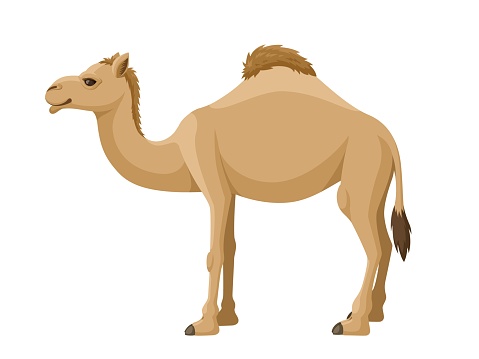 Camel dromedary on a white background. Vector cartoon illustration humped camel side view. Stock vector