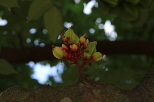 istock Carambola fruits on tree. 1452351750