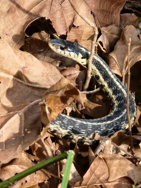 istock Snake among the leaves 1452352842