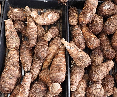 White Malanga is a root vegetable that resembles a yam. When cooked, it has a  nutty taste with a texture similar to a potato. The root is popular in Cuban and Puerto Rican cuisine and often used in soups, stews, or boiled and mashed.