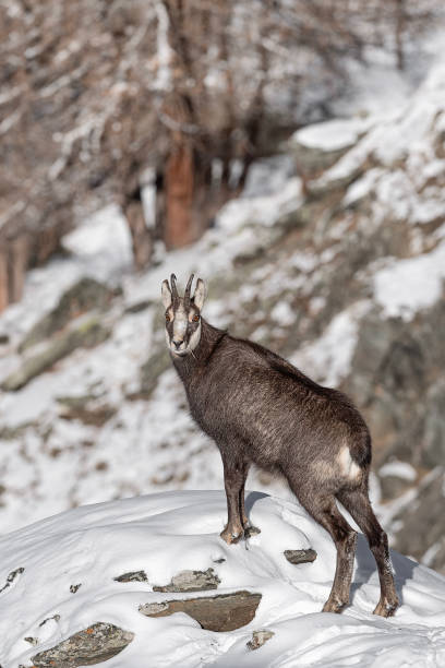 istock Vertical portrait of Alpine chamois (Rupicapra rupicapra) 1452353548