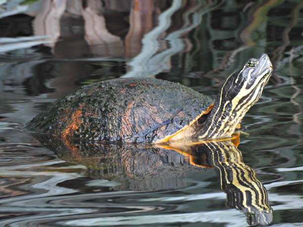 istock Florida Red-bellied Cooter (Pseudemys rubriventris) - resting on a log in a lake 1452354970