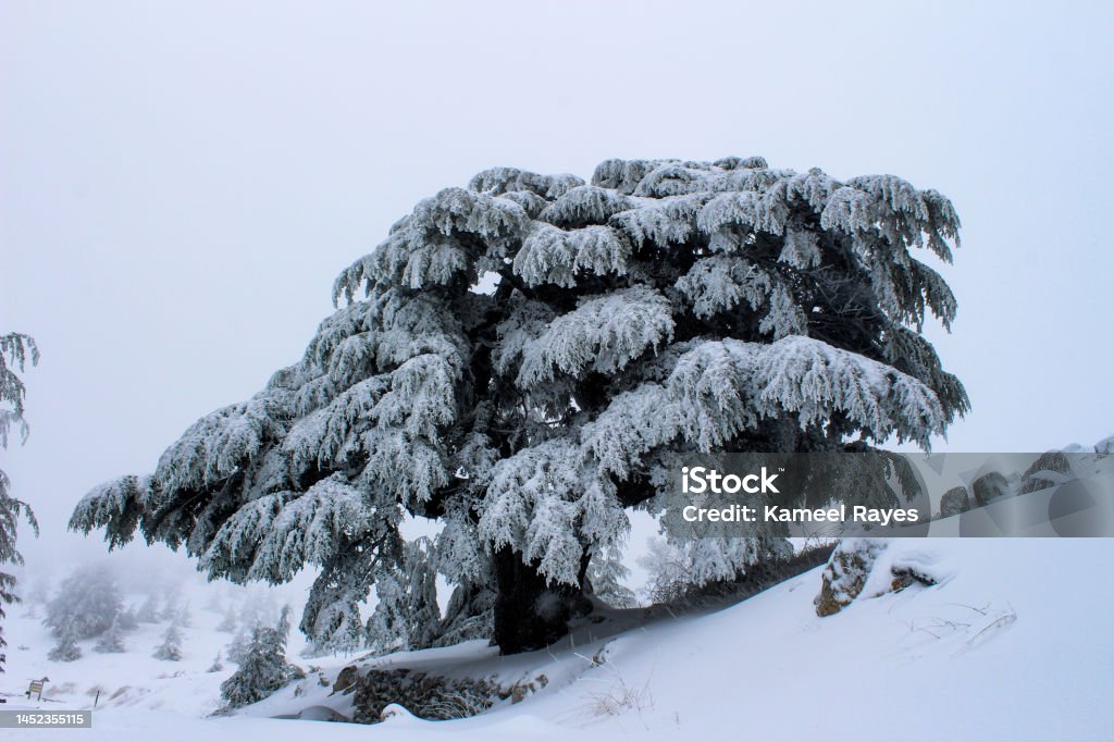 Lebanon Rice Tree Lebanese Cedars Tree Stock Photo - Download Image Now - Ancient ...