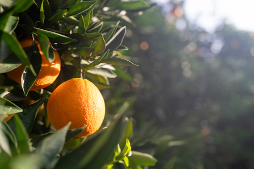 Orange mandarin tree. Orange tree in farm field. Vibrant orange citrus fruits in garden. Mandarin trees at farm plantation cultivated in Mediterranean. Harvest season in Spain. Tangerine plantation