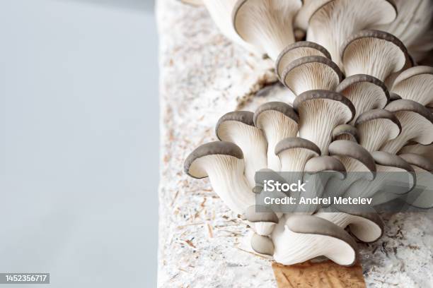 Fresh Oyster Mushrooms On A Specially Prepared Bar Stock Photo - Download Image Now - Hypha, Agriculture, Biology