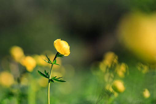 one yellow flower on the field, blurred background of wildflowers. selective focus on the flower, small vane of sharpness