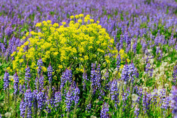 fiori gialli di trifoglio dolce sullo sfondo dei fiori lilla della famiglia dei legumi - clover field blue crop foto e immagini stock