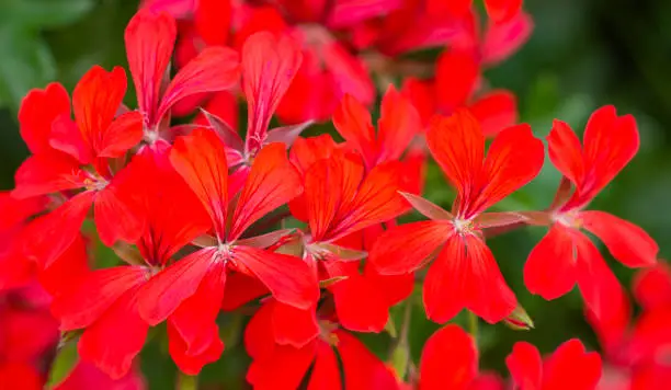Closeup of flower umbels of red geranium. Garden flowering plant background.