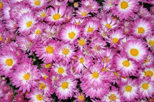 A closeup shot of pink-white chrysanthemum flowers