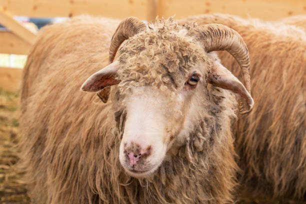 istock Horned male sheep looking at the camera 1452358330