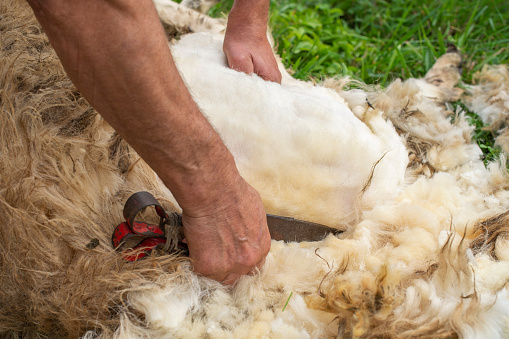 Closeup view of a shepherd hand shearing his sheep using metal blades arranged similarly to scissors.